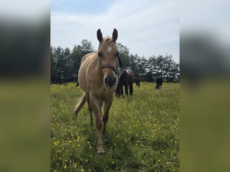 Caballo cuarto de milla Caballo castrado 3 años 153 cm Dunalino (Cervuno x Palomino) in Heemskerk