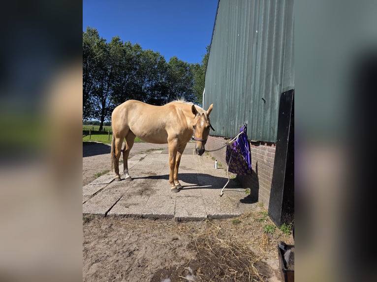 Caballo cuarto de milla Caballo castrado 3 años 153 cm Dunalino (Cervuno x Palomino) in Heemskerk