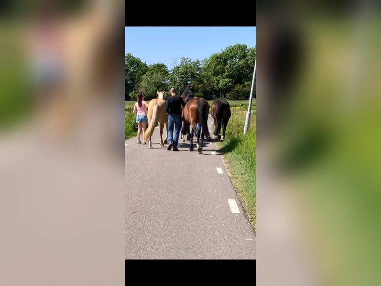 Caballo cuarto de milla Caballo castrado 3 años 153 cm Dunalino (Cervuno x Palomino) in Heemskerk