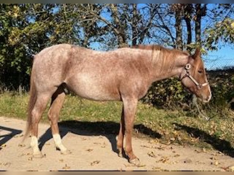 Caballo cuarto de milla Caballo castrado 3 años 153 cm Ruano alazán in Stahnsdorf