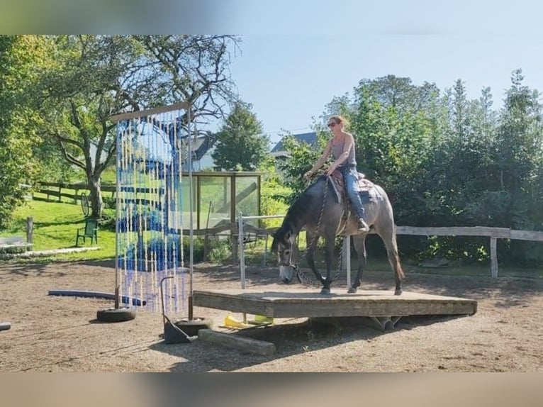 Caballo cuarto de milla Caballo castrado 3 años 154 cm Tordo in Krautscheid