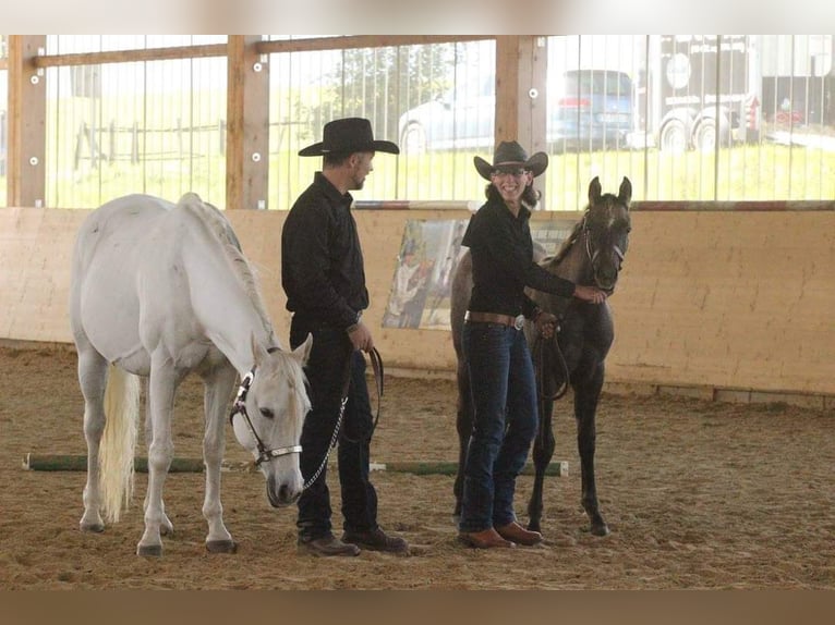 Caballo cuarto de milla Caballo castrado 3 años 154 cm Tordo in Krautscheid