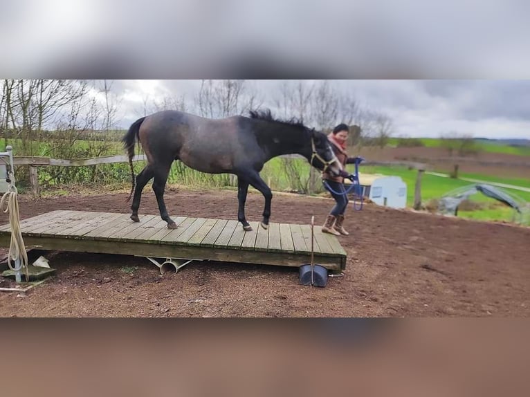 Caballo cuarto de milla Caballo castrado 3 años 154 cm Tordo in Krautscheid