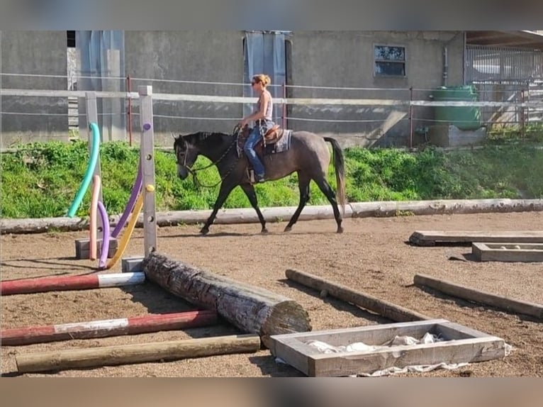 Caballo cuarto de milla Caballo castrado 3 años 154 cm Tordo in Krautscheid