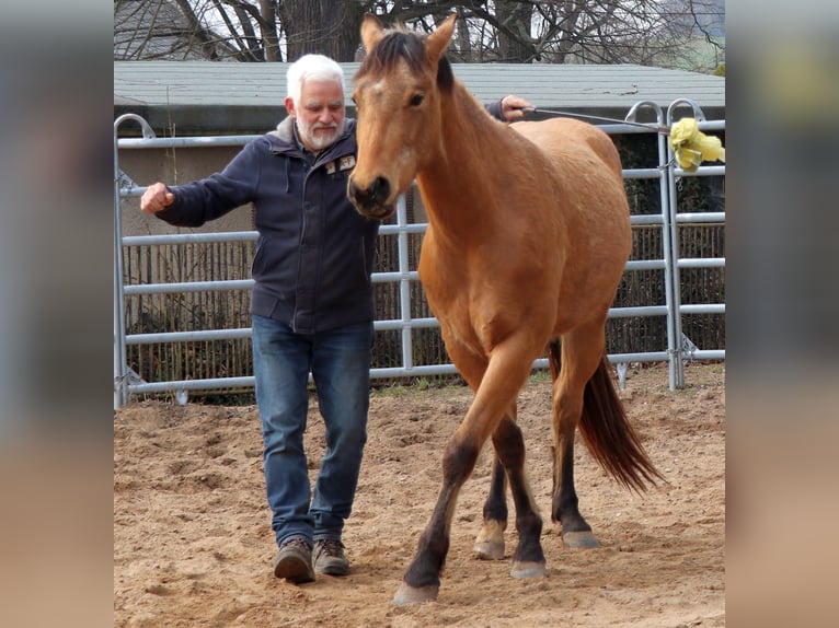 Caballo cuarto de milla Caballo castrado 3 años 155 cm Buckskin/Bayo in Müglitztal