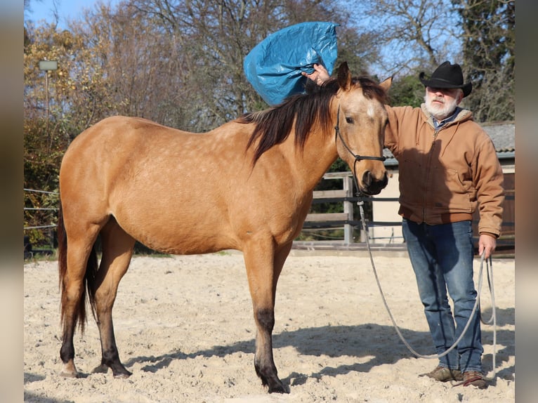 Caballo cuarto de milla Caballo castrado 3 años 155 cm Buckskin/Bayo in Müglitztal