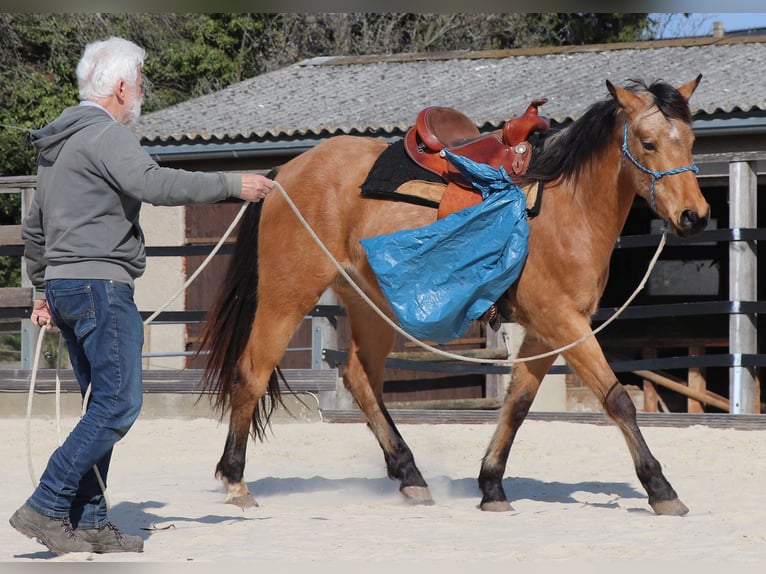 Caballo cuarto de milla Caballo castrado 3 años 155 cm Buckskin/Bayo in Müglitztal