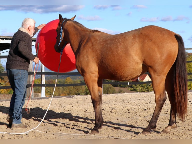 Caballo cuarto de milla Caballo castrado 3 años 155 cm Buckskin/Bayo in Müglitztal