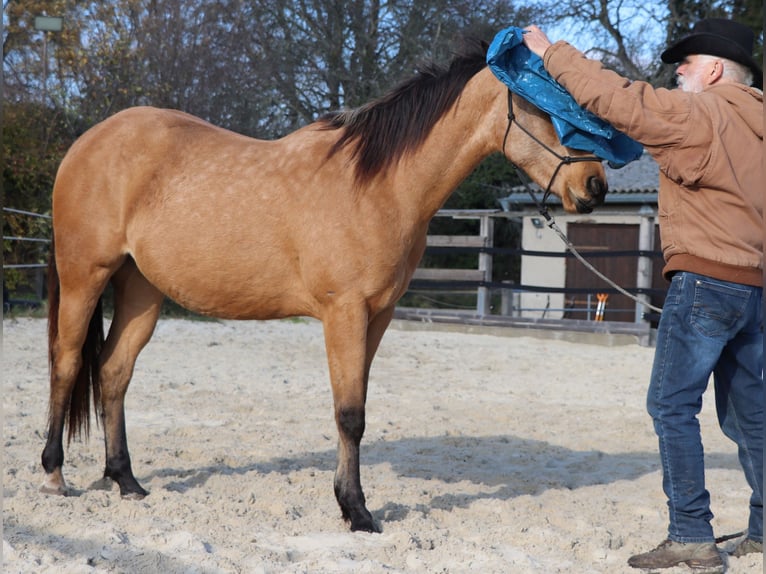 Caballo cuarto de milla Caballo castrado 3 años 155 cm Buckskin/Bayo in Müglitztal