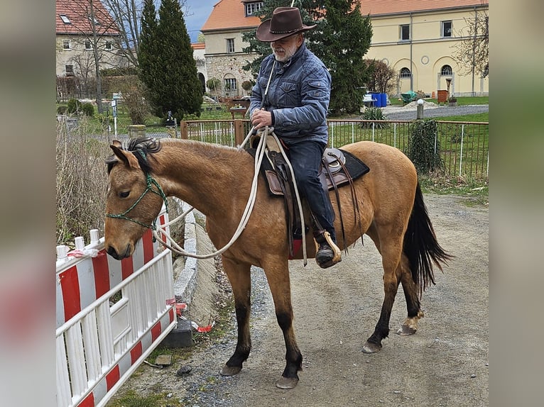 Caballo cuarto de milla Caballo castrado 3 años 155 cm Buckskin/Bayo in Müglitztal