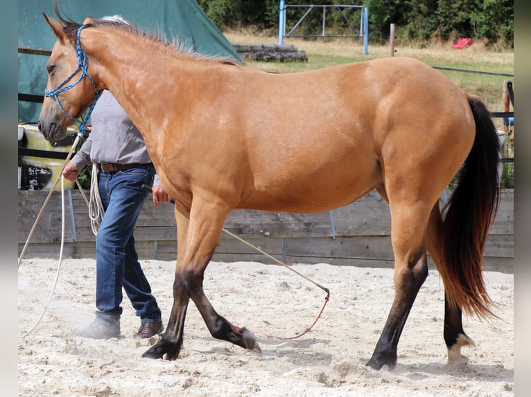 Caballo cuarto de milla Caballo castrado 3 años 155 cm Buckskin/Bayo in Müglitztal
