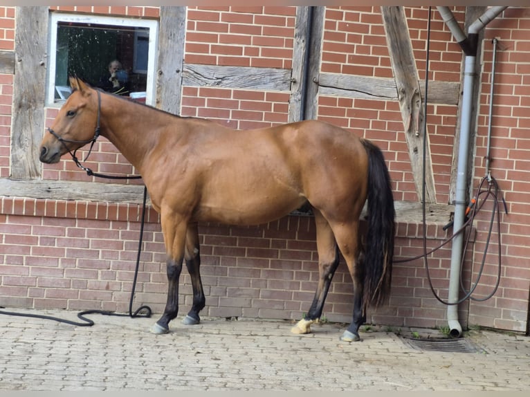 Caballo cuarto de milla Caballo castrado 3 años 155 cm Castaño in Burgwedel