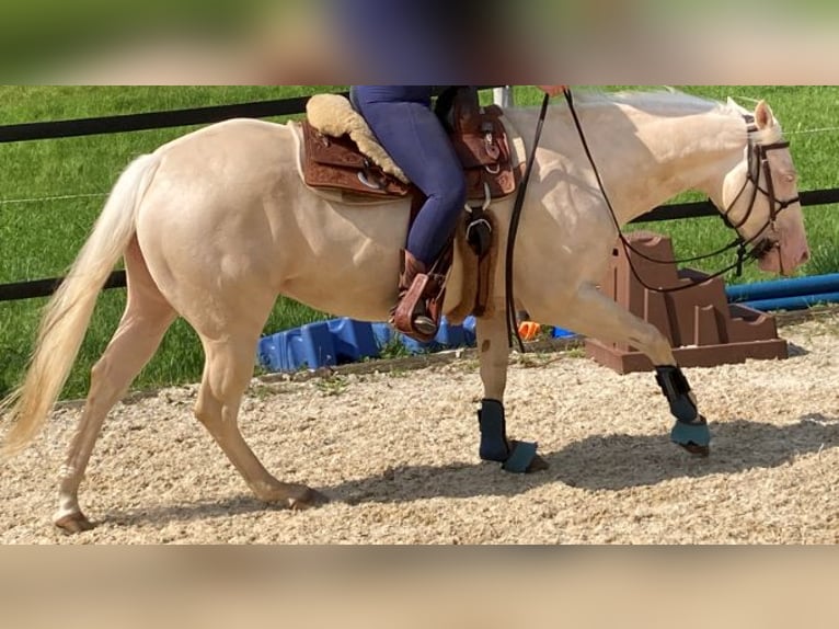 Caballo cuarto de milla Caballo castrado 3 años 155 cm Cremello in Hombrechtikon
