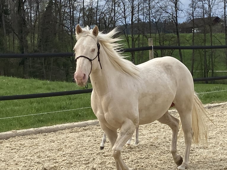 Caballo cuarto de milla Caballo castrado 3 años 155 cm Cremello in Hombrechtikon