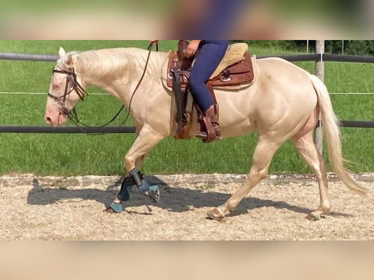 Caballo cuarto de milla Caballo castrado 3 años 155 cm Cremello in Hombrechtikon