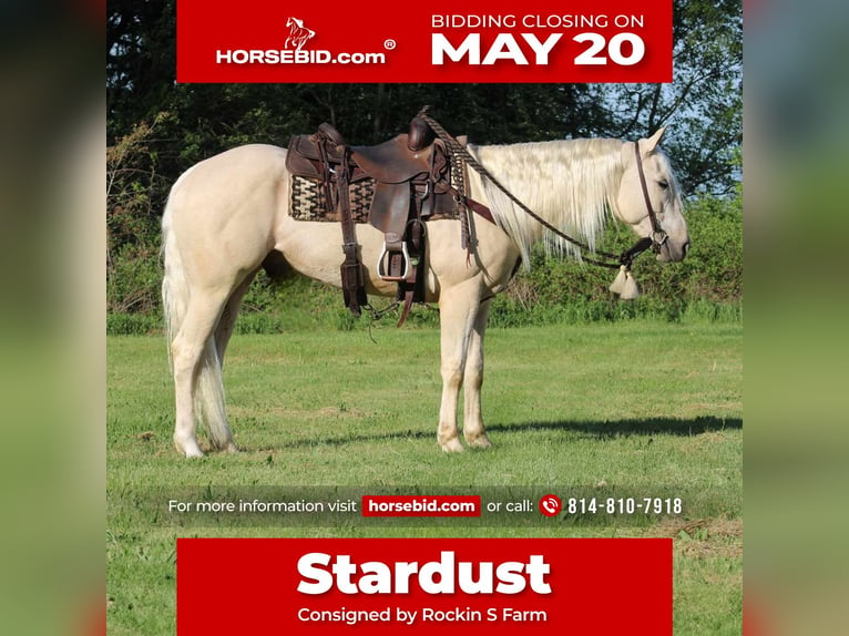 Caballo cuarto de milla Caballo castrado 3 años 155 cm Palomino in Rebersburg