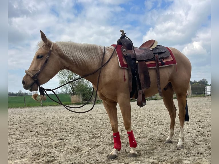 Caballo cuarto de milla Caballo castrado 3 años 155 cm Palomino in Wasserburg am Inn