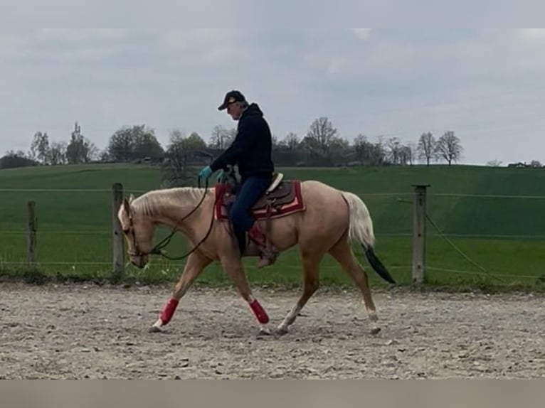 Caballo cuarto de milla Caballo castrado 3 años 155 cm Palomino in Wasserburg am Inn