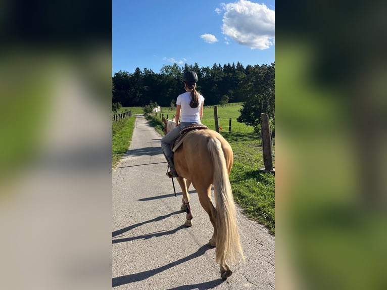 Caballo cuarto de milla Caballo castrado 3 años 155 cm Palomino in Wasserburg am Inn