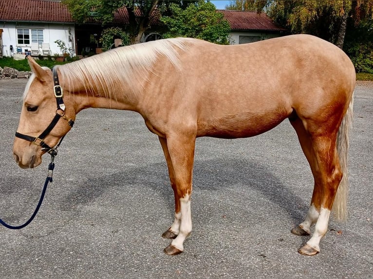 Caballo cuarto de milla Caballo castrado 3 años 155 cm Palomino in Wasserburg am Inn