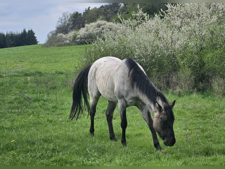 Caballo cuarto de milla Caballo castrado 3 años 155 cm Ruano azulado in Siegbach
