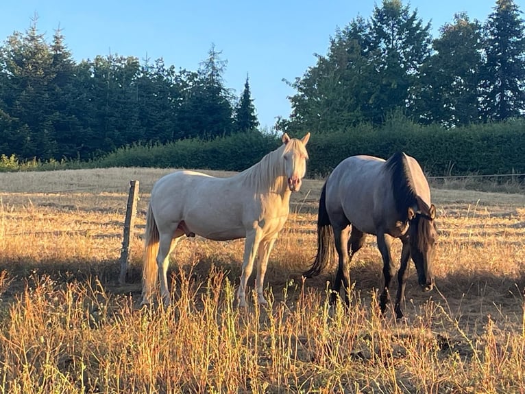 Caballo cuarto de milla Caballo castrado 3 años 155 cm Ruano azulado in Siegbach