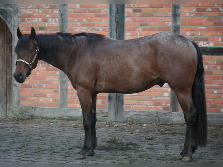 Caballo cuarto de milla Caballo castrado 3 años 156 cm Castaño-ruano in Marklohe