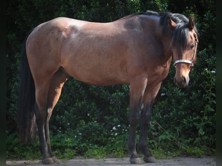 Caballo cuarto de milla Caballo castrado 3 años 156 cm Castaño-ruano in Marklohe