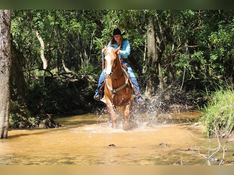 Caballo cuarto de milla Caballo castrado 3 años 157 cm Palomino in Irvington, AL