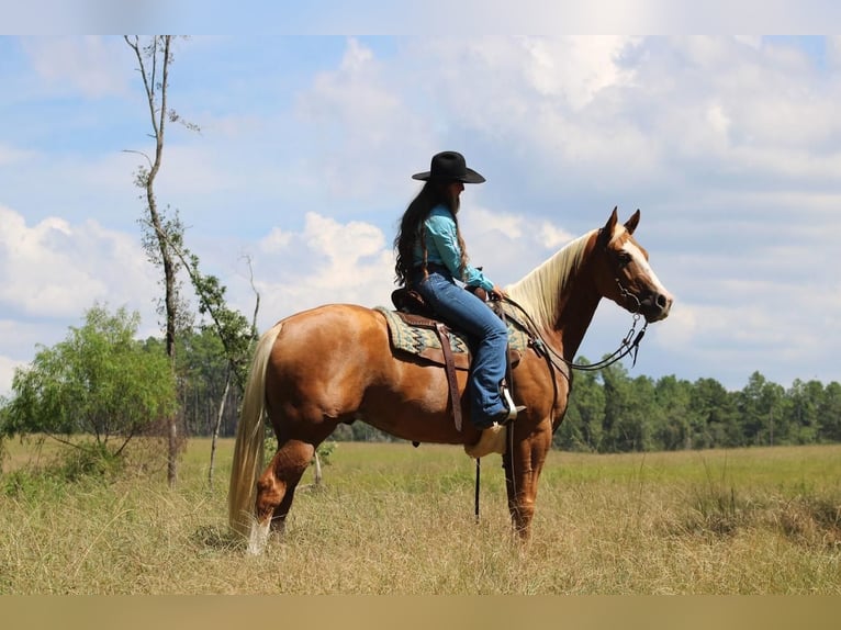 Caballo cuarto de milla Caballo castrado 3 años 157 cm Palomino in Irvington, AL