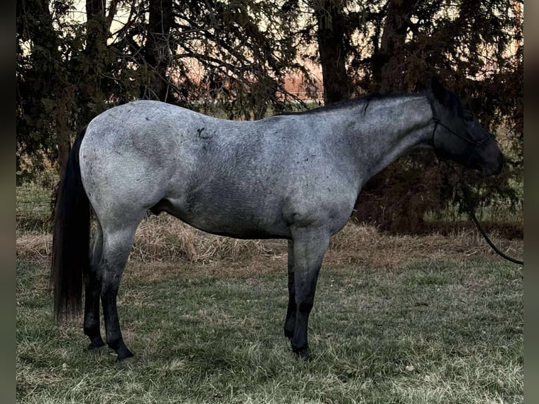 Caballo cuarto de milla Mestizo Caballo castrado 3 años 157 cm Ruano azulado in Princeville