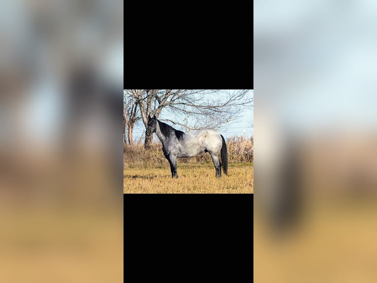 Caballo cuarto de milla Mestizo Caballo castrado 3 años 157 cm Ruano azulado in Princeville