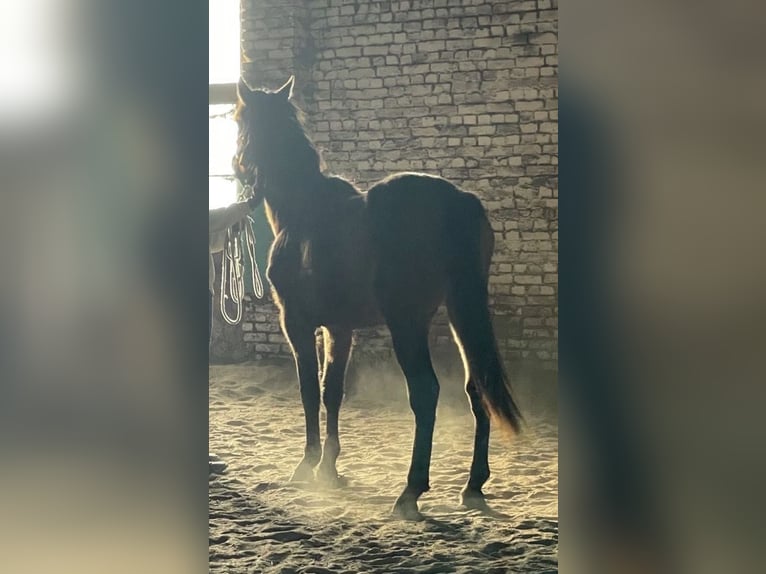 Caballo cuarto de milla Mestizo Caballo castrado 3 años 163 cm Castaño oscuro in Kaltohmfeld