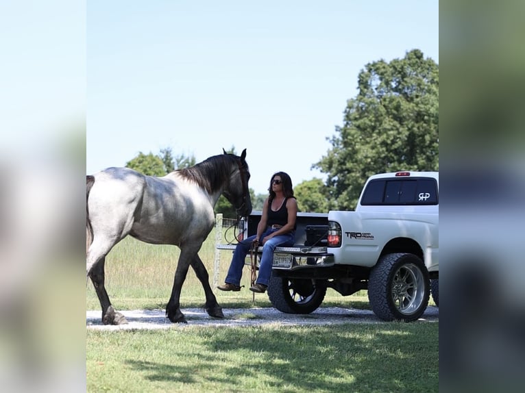 Caballo cuarto de milla Mestizo Caballo castrado 3 años 163 cm Ruano azulado in Auburn, KY