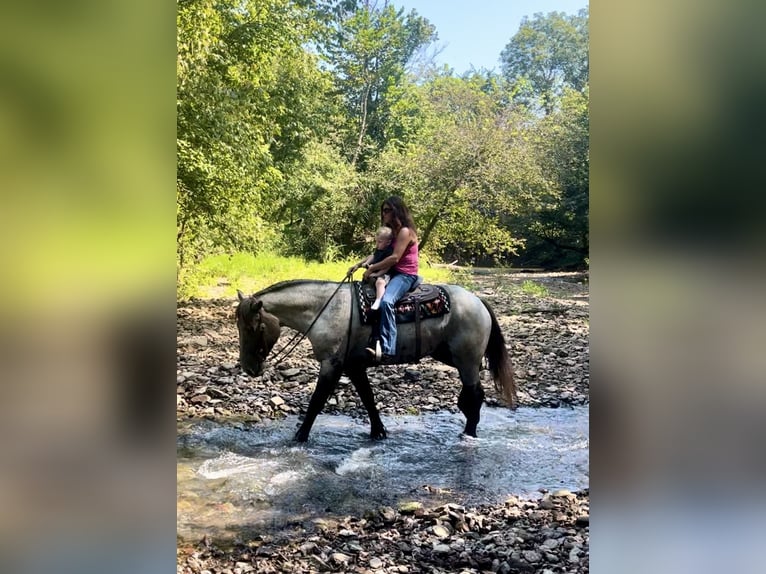 Caballo cuarto de milla Mestizo Caballo castrado 3 años 163 cm Ruano azulado in Auburn, KY