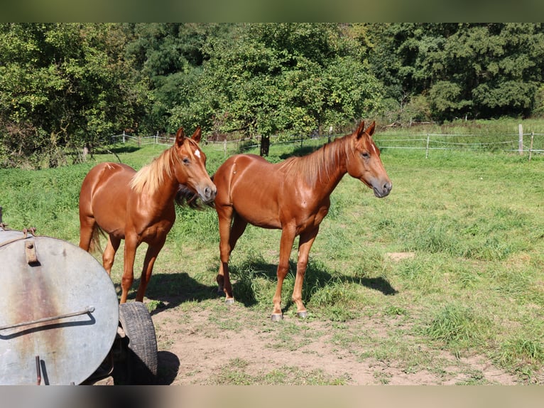 Caballo cuarto de milla Caballo castrado 3 años Alazán in Neuwied