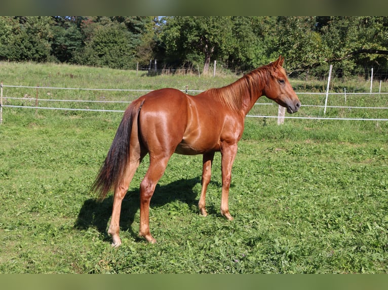 Caballo cuarto de milla Caballo castrado 3 años Alazán in Neuwied