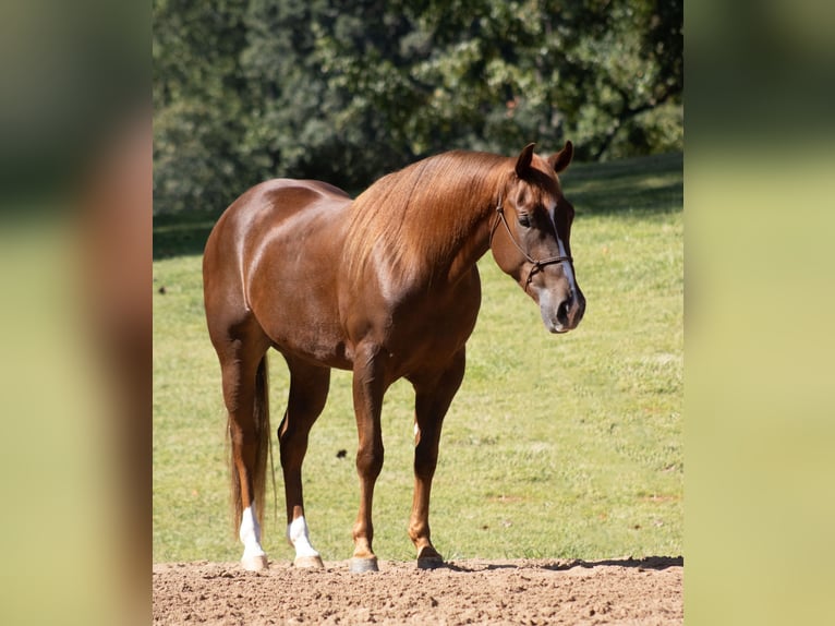 Caballo cuarto de milla Caballo castrado 3 años Alazán rojizo in Cleveland