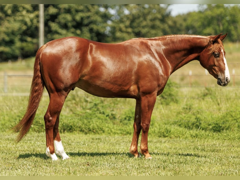 Caballo cuarto de milla Caballo castrado 3 años Alazán rojizo in Quitman