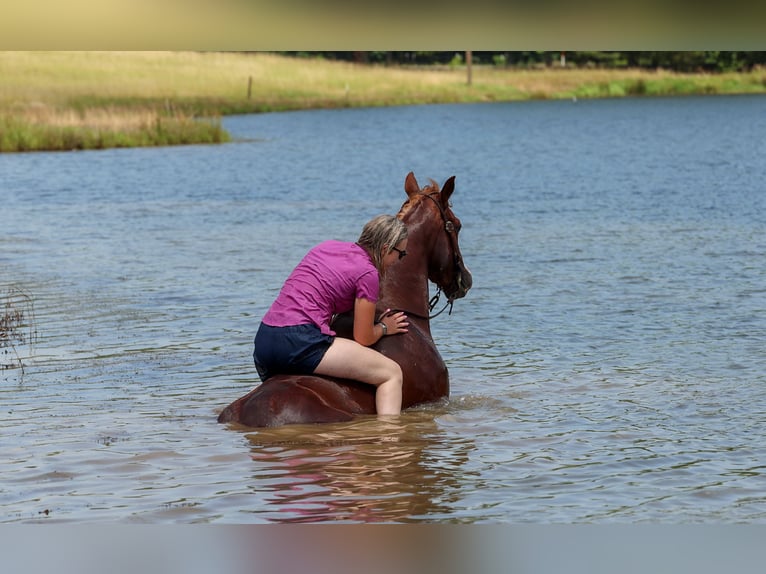 Caballo cuarto de milla Caballo castrado 3 años Alazán rojizo in Quitman