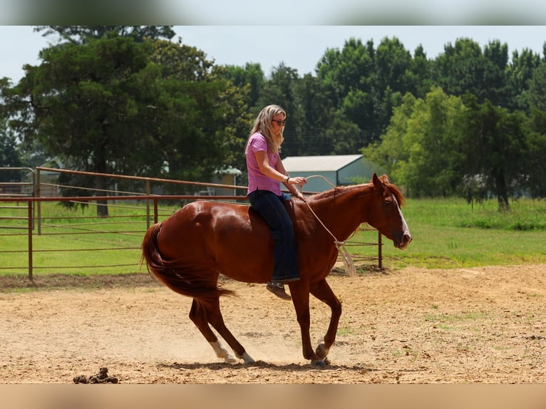 Caballo cuarto de milla Caballo castrado 3 años Alazán rojizo in Quitman