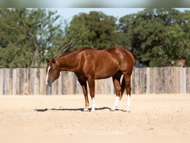 Caballo cuarto de milla Caballo castrado 3 años Alazán rojizo in Lampasas