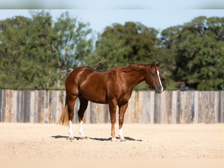 Caballo cuarto de milla Caballo castrado 3 años Alazán rojizo in Lampasas