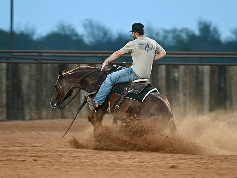 Caballo cuarto de milla Caballo castrado 3 años Alazán rojizo in Waco
