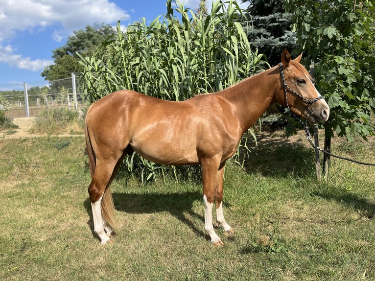 Caballo cuarto de milla Caballo castrado 3 años Alazán-tostado in Piliscsév