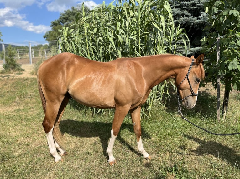 Caballo cuarto de milla Caballo castrado 3 años Alazán-tostado in Piliscsév