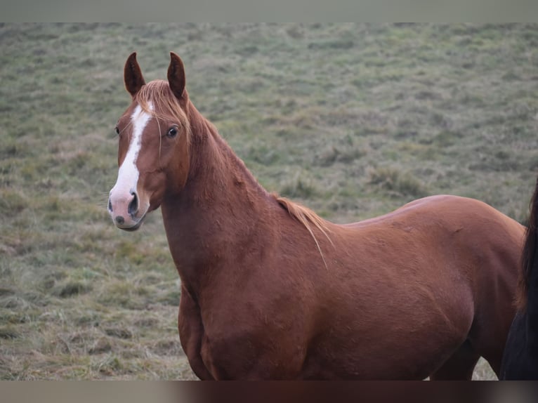 Caballo cuarto de milla Caballo castrado 3 años Alazán-tostado in Sv. Jurij ob Ščavnici