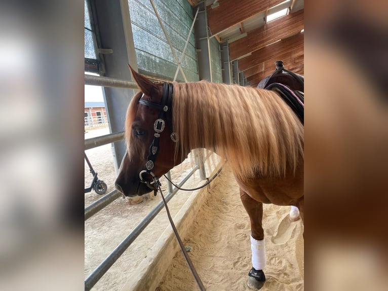 Caballo cuarto de milla Caballo castrado 3 años Alazán in Herbolzheim