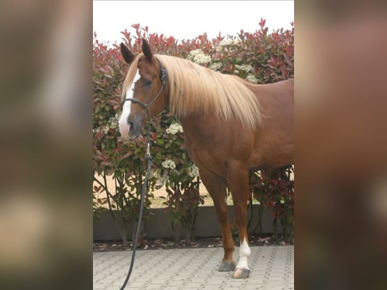 Caballo cuarto de milla Caballo castrado 3 años Alazán in Herbolzheim