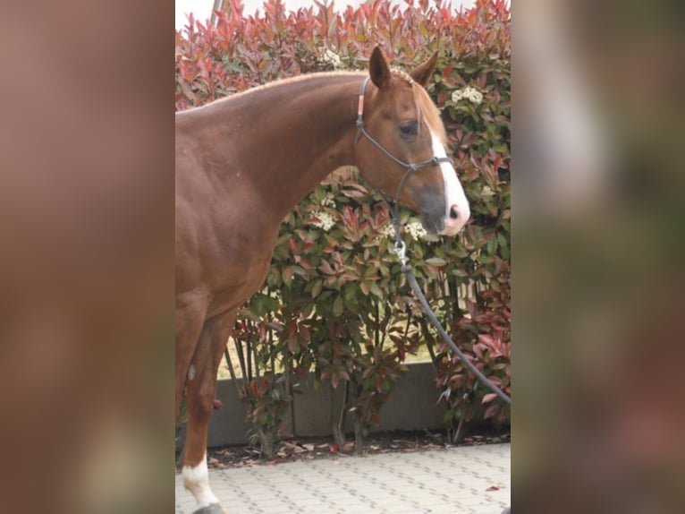 Caballo cuarto de milla Caballo castrado 3 años Alazán in Herbolzheim
